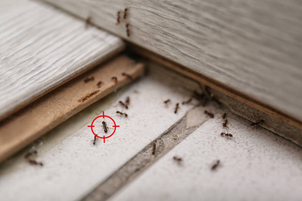 Best Flea Control Services  in Ocean Ridge, FL
