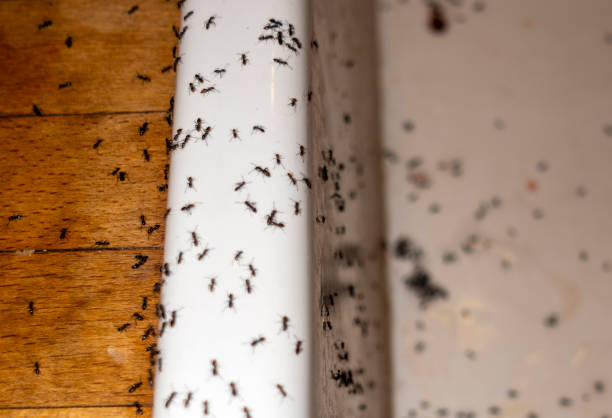 Best Termite Control Services  in Ocean Ridge, FL