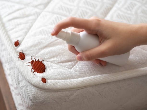 Trusted Ocean Ridge, FL Pest Control Experts